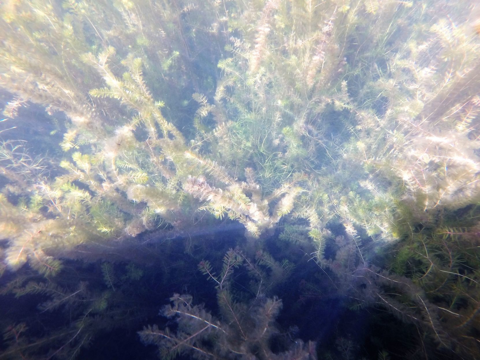 Milfoil survey